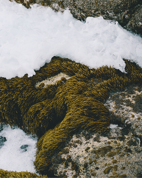 spring-summer-27 lookbook editorial — alga